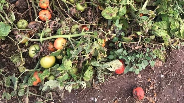 Çiftçi isyan etti: Üreterek batmak böyle bir şey