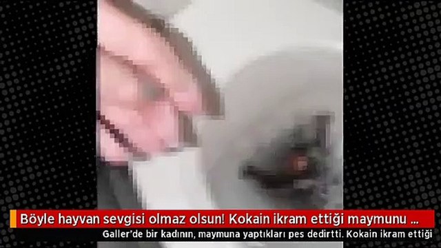 Böyle hayvan sevgisi olmaz olsun! Kokain ikram ettiği maymunu klozete atıp sifonu çekti