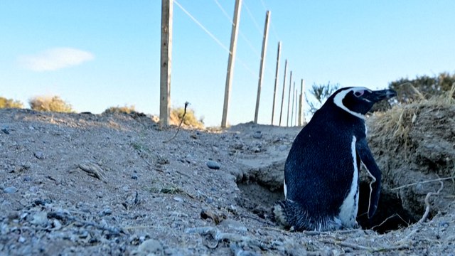 Argentine : des nids de pingouins détruits par la construction d’une route
