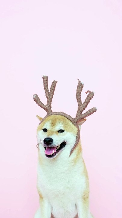 A dog explains how he got those set of horns! Incredibly remarkable...