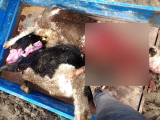 Aç kalan kurtlar ahırdaki hayvanları telef etti