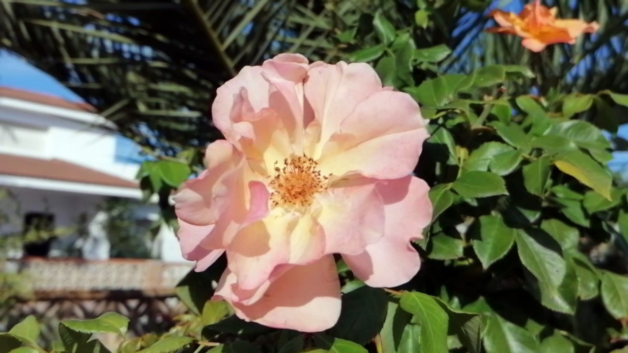 Pretty pink flower Islantilla, Huelva province, Andalusia, Spain, sunny day.