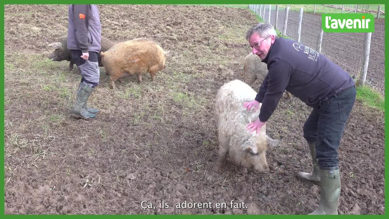 Des porcs Mangalitza élevés sur les hauteurs namuroises