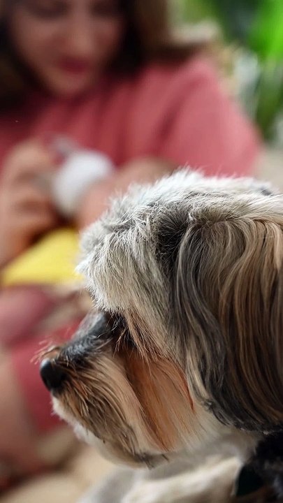 "Is milk only for baby?" - opposes our revolutionary dog| pets | pet lovers | pet animals | wildlife