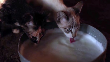 Cat Dinner Time | Funny Cats | Cute Cats | AR Studio