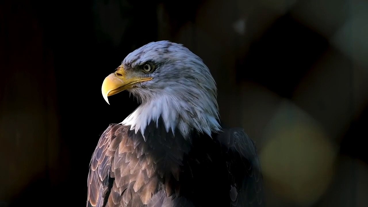 Copyright free egal video