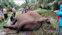 Gajah Sumatera Betina Mati Akibat Tersengat Listrik