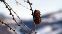 Pine cone with snowy mountains background