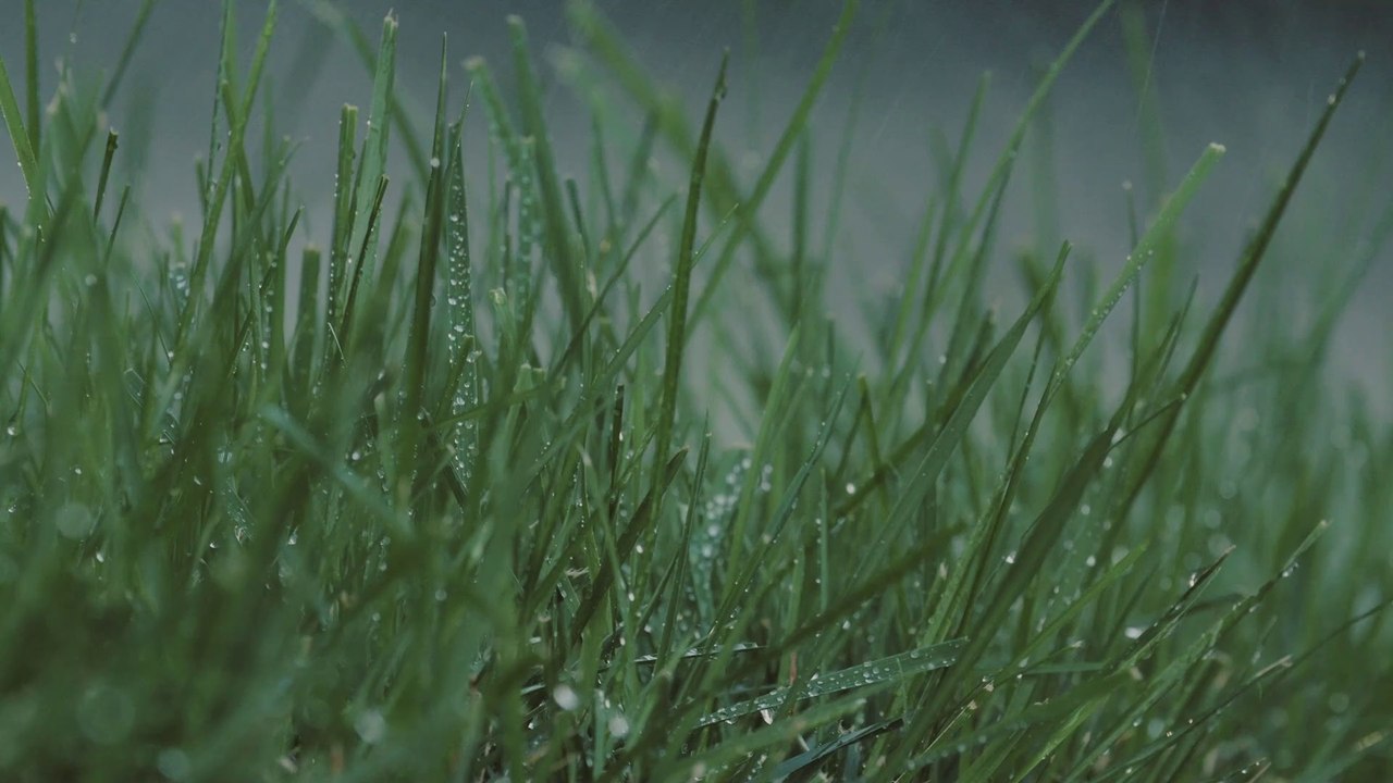 Rain sounds with natural grass