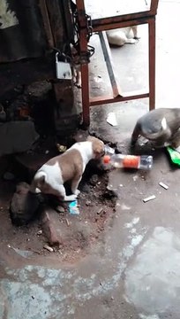 Street Cuty baby dogs playing in side of the house