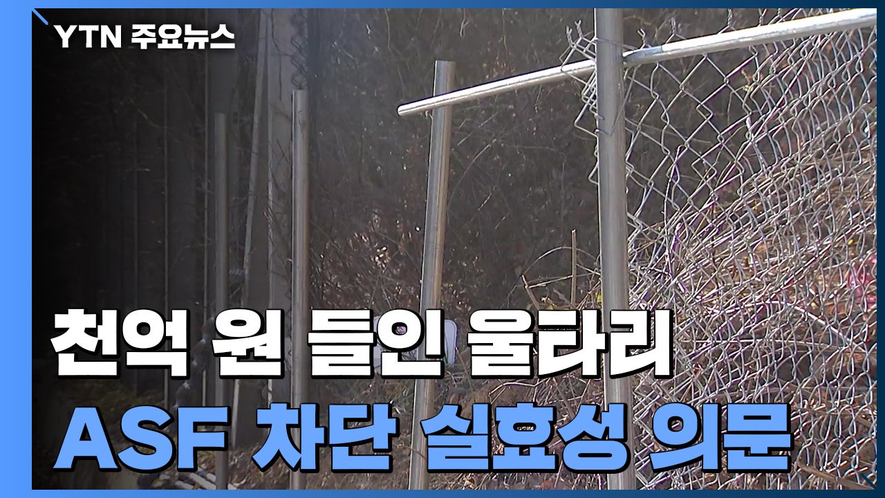 천억 원 들인 광역울타리 구멍 '숭숭'..."방역체계 바꿔야" / YTN