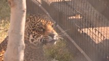 El santuario de jaguares en México para admirar y conocer a la especie