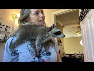 Rescued Raccoon Helps With Morning Routine