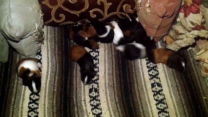 BABY CAVIA PORCELLUS CJ RJ MARY TRIXIE CLOVER IRIS DAVID 102_7142