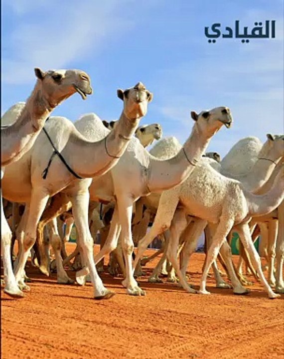 استبعاد أكثر من 40 جملاً من مهرجان الملك عبدالعزيز بسبب عمليات التجميل