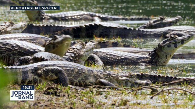 O Brasil é um país tão rico em belezas naturais que tem paraísos turísticos pouco conhecidos ainda hoje. Conheça agora as belezas de uma região pantanosa que fica em pleno Nordeste!