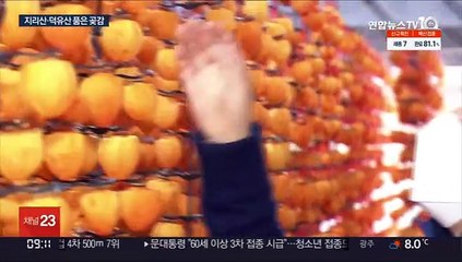 주황빛 머금은 곶감이 주렁주렁…함양 곶감 본격 출하