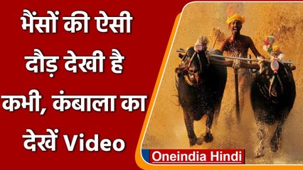 Kambala Festival 2021: Karnataka में पारंपरिक Buffalo Race  का आयोजन |#shorts| वनइंडिया हिंदी