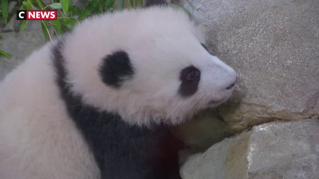 Au zoo de Beauval, les pandas à l'assaut des défis diplomatiques