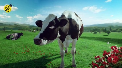 FUNNY COW DANCE 4 │ Cow Song & Cow Videos 2021