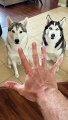 5 Reasons Why Huskies Are The WEIRDEST DOG BREED! #shorts