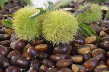 Kestane ihracatı yüzde 79 arttı