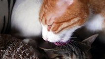 cat kissing - cat refuses kissing - funny cats hate kissing compilation
