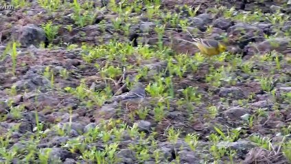 citrine wagtail (Motacilla citreola) Forge in the fields