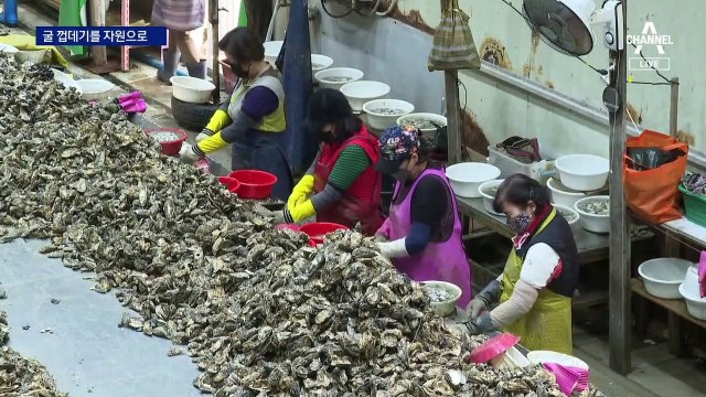 ‘연간 27만 톤’ 굴 껍데기, 석회 분말로 재탄생