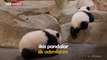 Fransız hayvanat bahçesindeki ikiz pandalar büyük ilgi görüyor