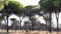 Junta y Plant for the Planet España llegan a un acuerdo para reforestar 600.000 árboles en Doñana