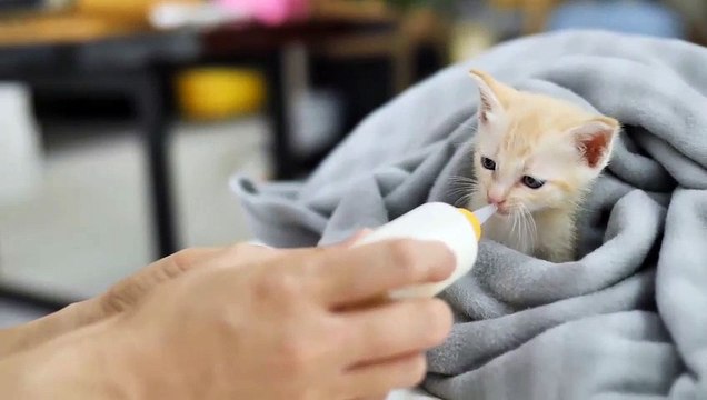 Cat Dinner Time | Funny Cats | Cute Cats | AR Studio