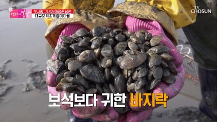 전국 양식용 바지락 종패 30%를 공급한다는 엄마의 일터 TV CHOSUN 20211212 방송