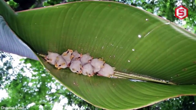 Lucu Banget! 12 Hewan Eksotis paling unik ini Ternyata Bisa dan boleh di Pelihara
