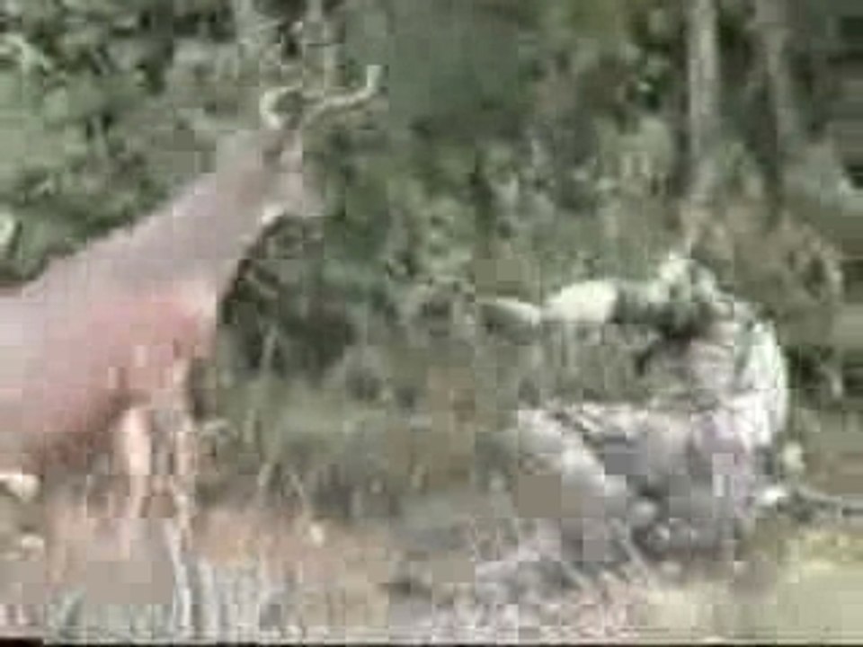 krav maga vs chasseur