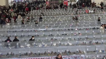 44 ilden katılımcı 7 ülkeden hakem 10 bin aşkın güvercin