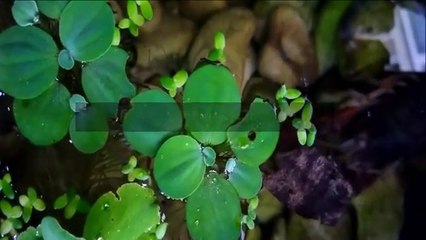 Sholawat terbaru dibikin adem di hati