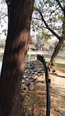 Squirrel ️ Video By Kingdom of Awais