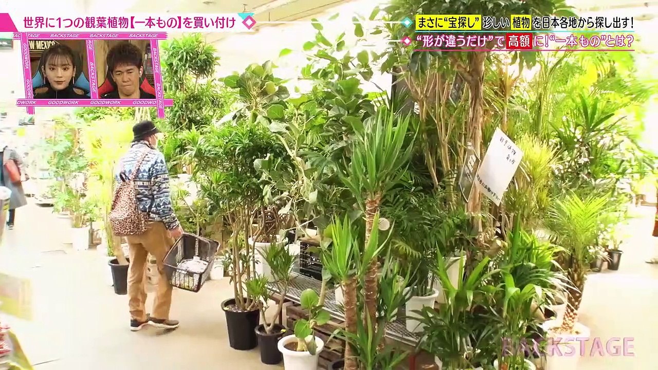 BACKSTAGE 2021年12月12日 ～大ブーム！観葉植物ハンターに密着！～