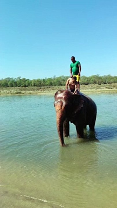 Bath like this elephant. Look how cool it is!
