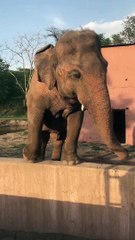 Why is this elephant so happy? Check out the real reason here