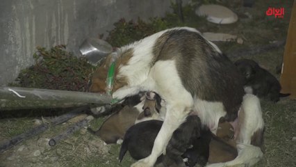 تقرير اليوم: عراقي يساعد الحيوانات السائبة ويحمي المجتمع من خطرها