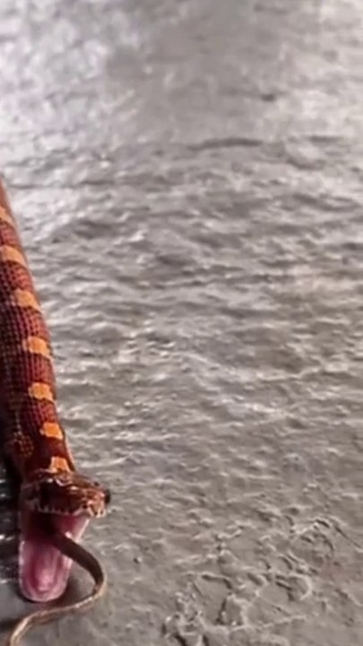 snake bite | #snake #bite