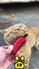 Funniest Cute Cats & Cute Dogs Animals - Best Of The 2021 Funny Comedy Animal Videos.