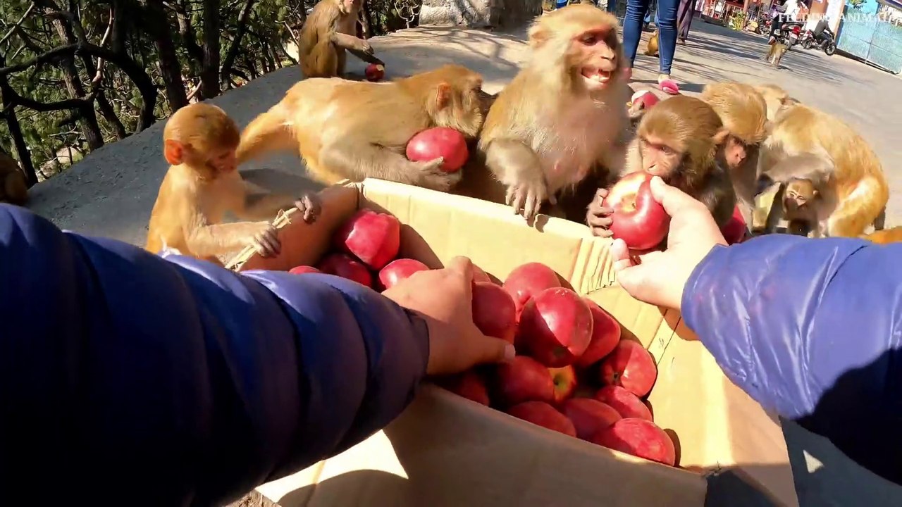 Hungry monkeys eat apples in winter __ feeding one box apple to hungry monkey ___Full-HD
