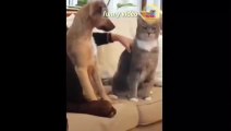 Best Friend Dog & Cat,Funniest Animal Video,in 2021