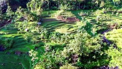 Piano music with paddy field #3