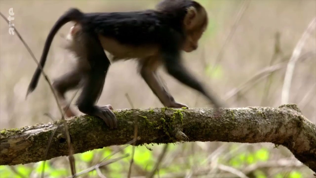 Les petits des animaux sauvages - Ravi, le macaque à queue de lion