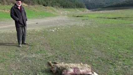 İstanbul’da köpekler keçiyi parçaladı