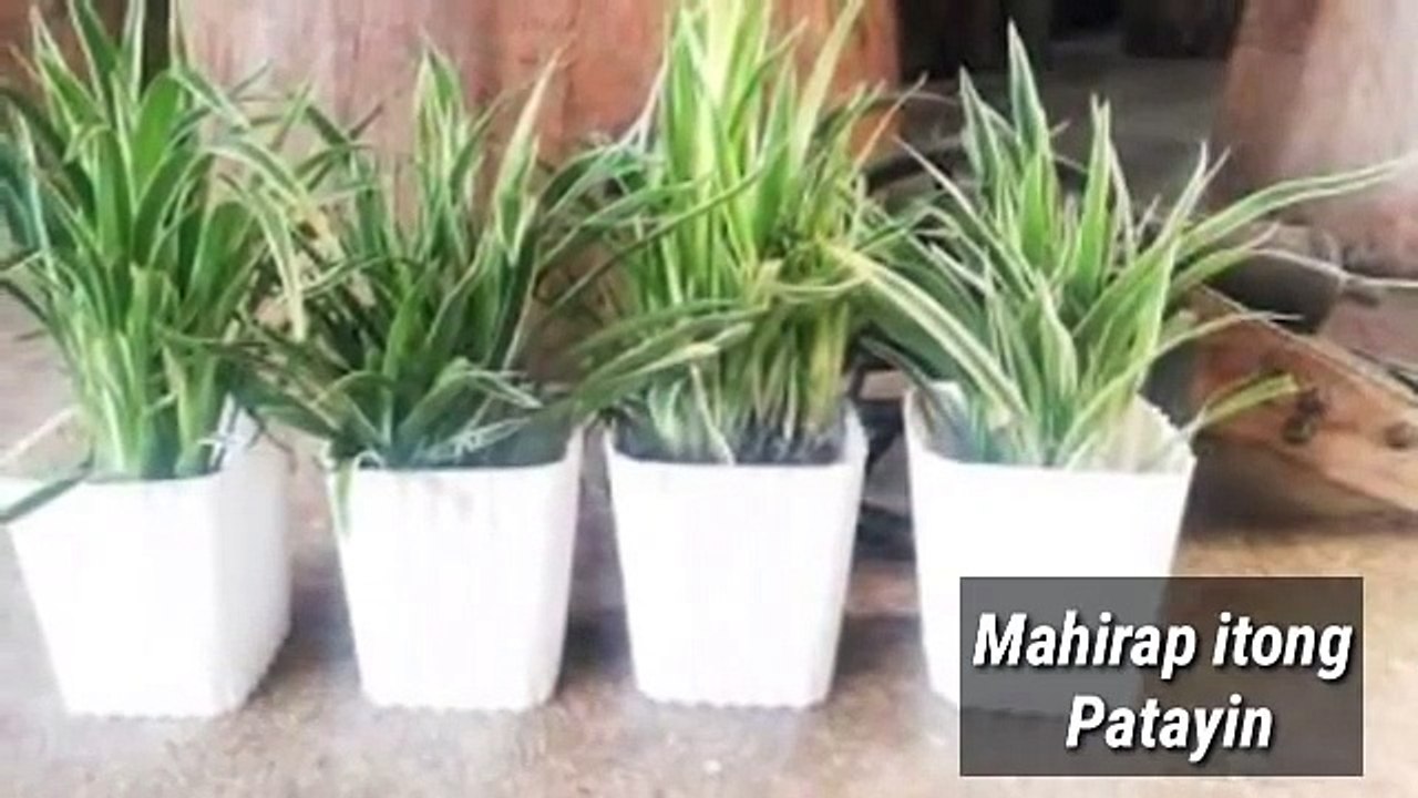 Bakit Nga Dapat Ilagay Ang SPIDER PLANT Sa Loob Ng Bahay Mo,Ano Ang Dahilan?